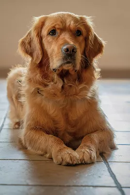 Golden retriever lying on a tiled floor with front paws crossed, gazing forward with a calm expression in warm indoor lighting.