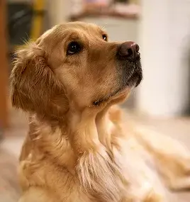 Golden retriever looking upward with soft lighting, its fur shining and ears slightly raised, appearing calm and attentive indoors.