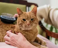 Orange tabby cat sitting calmly while a person brushes its back, held gently in someone’s hands, looking relaxed and slightly curious