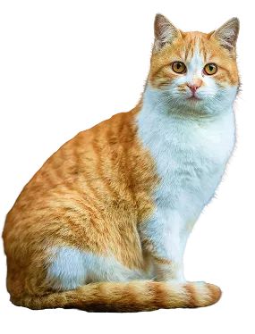 A high-resolution cutout of an orange and white tabby cat. The cat is sitting gracefully, looking slightly off-center, with bright yellow/amber eyes.