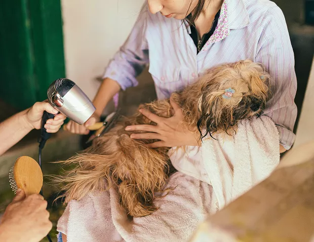 A close-up, warm-toned image showing a small, wet dog being groomed. One person is holding the dog while another hand holds a hairdryer to dry its fur. The overall scene suggests a professional or dedicated dog grooming/care activity.