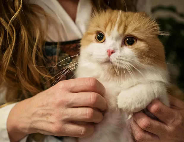 A close-up photo of a very expressive Scottish Fold cat being held securely in a person's hands. The cat has large, round eyes, and the focus is on the animal and the caring hands holding it.